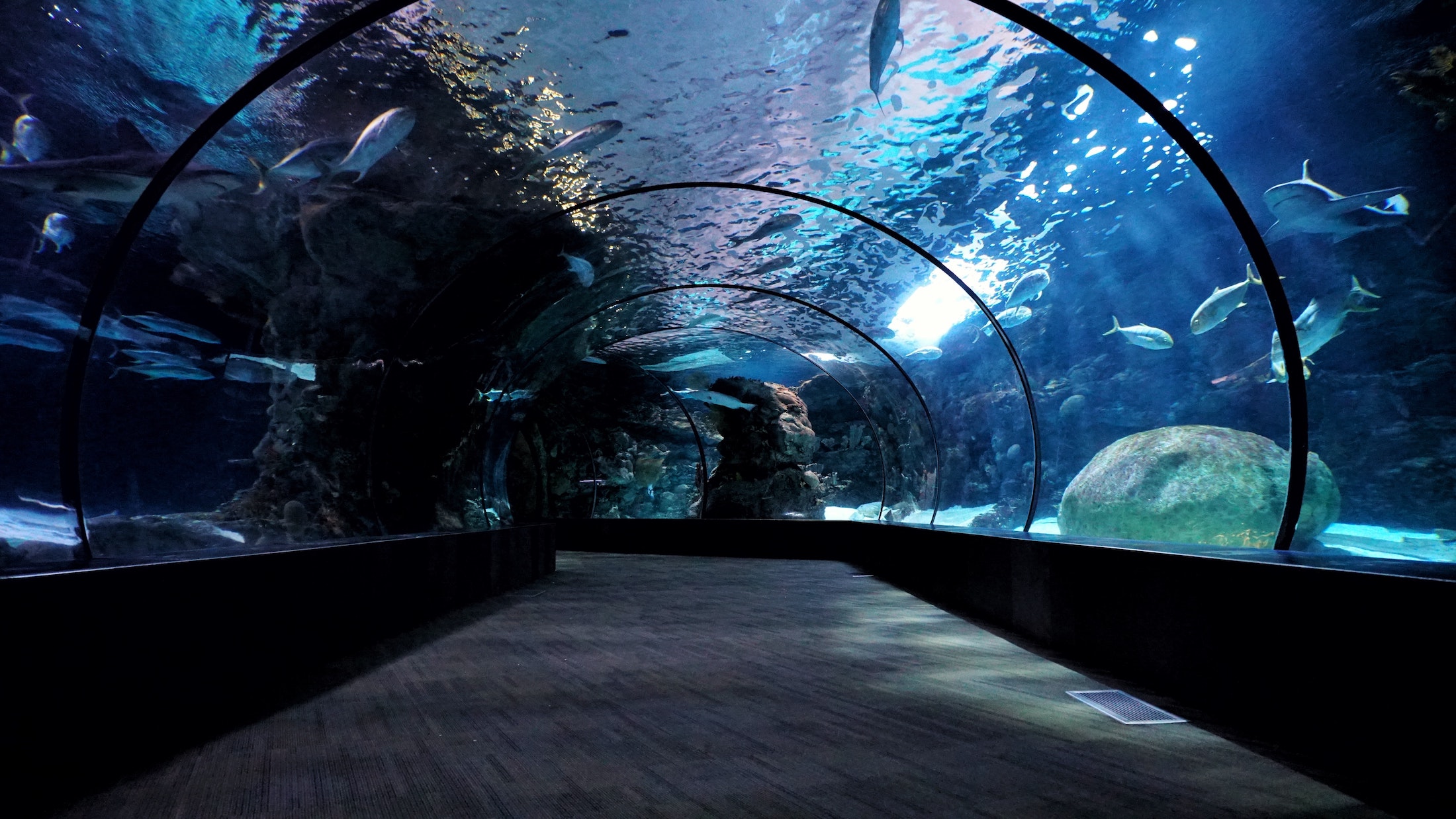 aquarium exhibit that showcases different marine wildlife